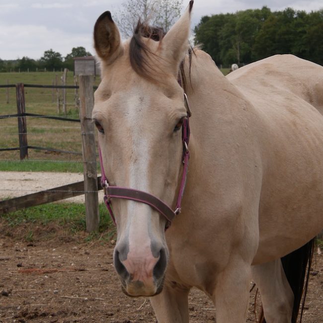 Bailey's irish cream - Equidé Poney à adopter