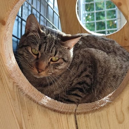Mundungus - Chat Européen à adopter