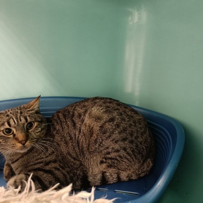 Mundungus - Chat Européen à adopter