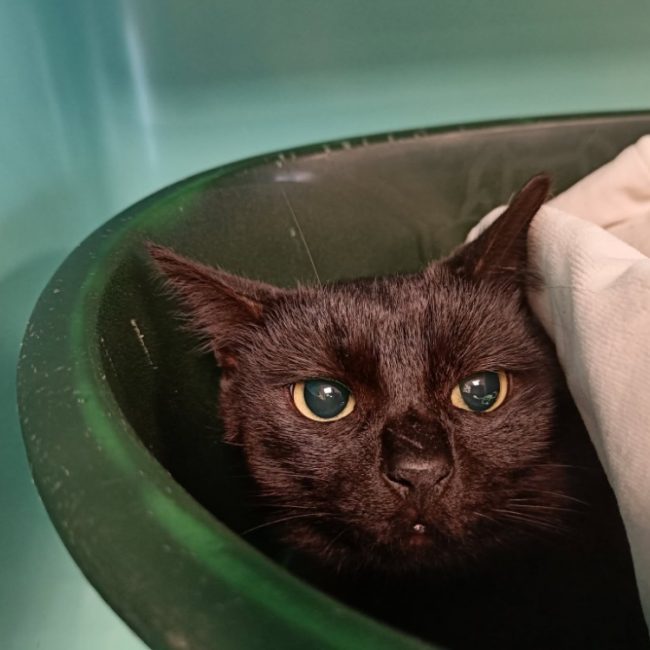 Midas - Chat Européen à adopter
