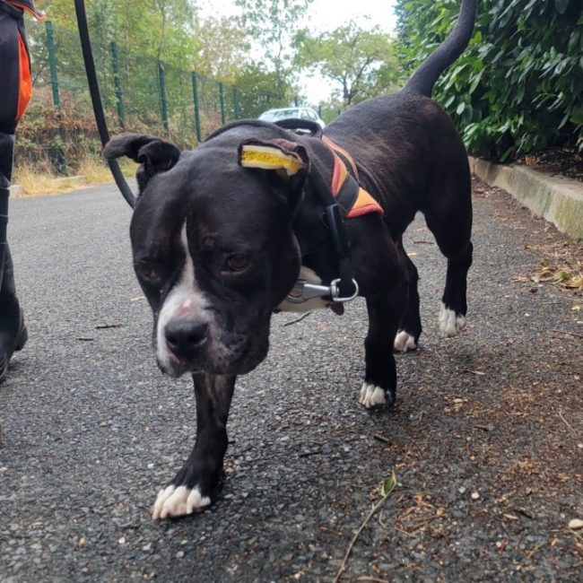 Naya - Chien American Bully à adopter