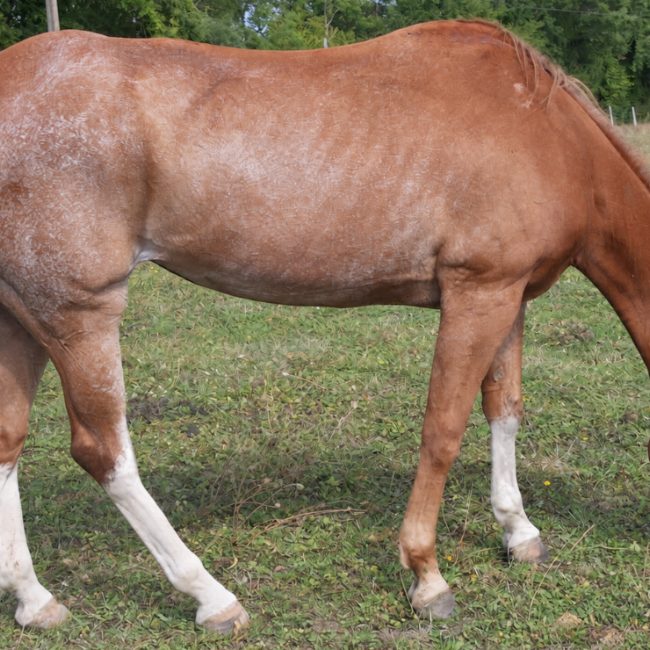 Joy santana - Equidé Cheval à adopter