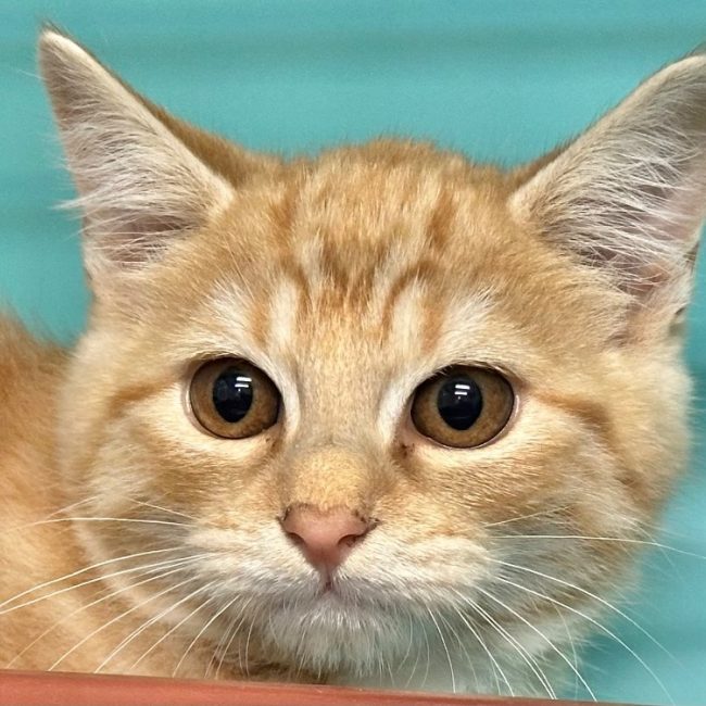 Lustucru - Chat Européen à adopter