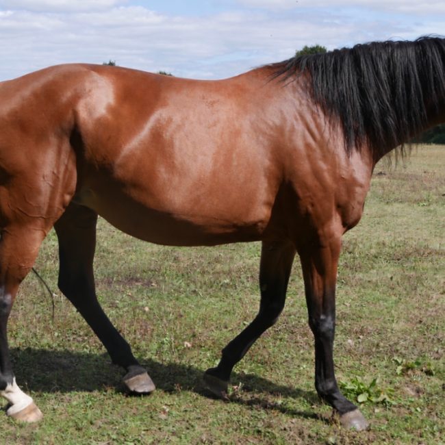 Calika - Equidé Cheval à adopter