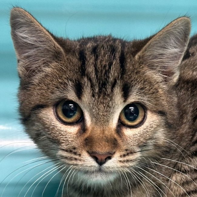Lully - Chat Européen à adopter