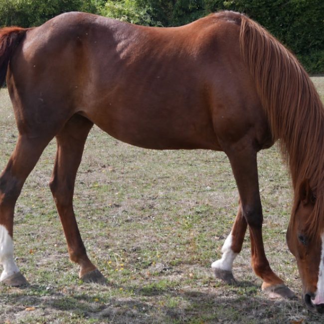 Orelia du bois - Equidé Cheval à adopter