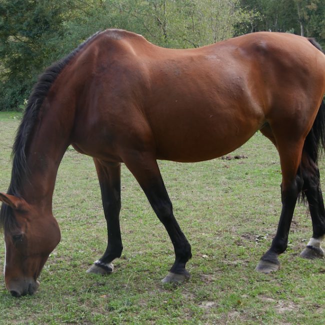Madison - Equidé Cheval à adopter