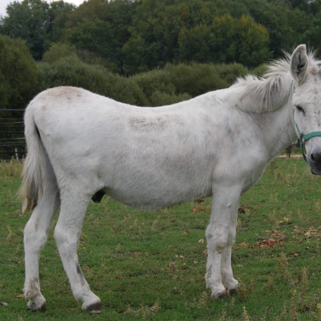 Max - Equidé Ane à adopter