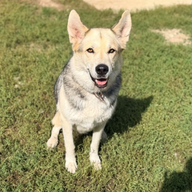 Nuptse - Chien Husky Sibérien à adopter