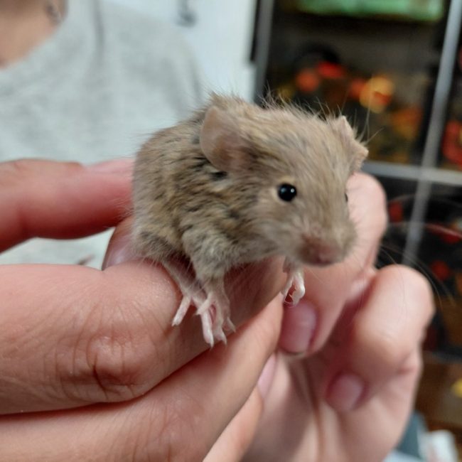 Gus - Rongeur Souris à adopter