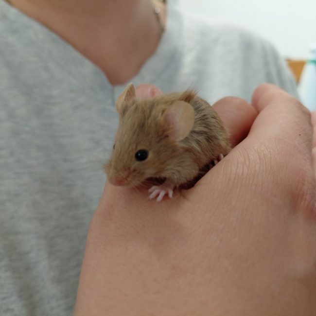Stuart - Rongeur Souris à adopter