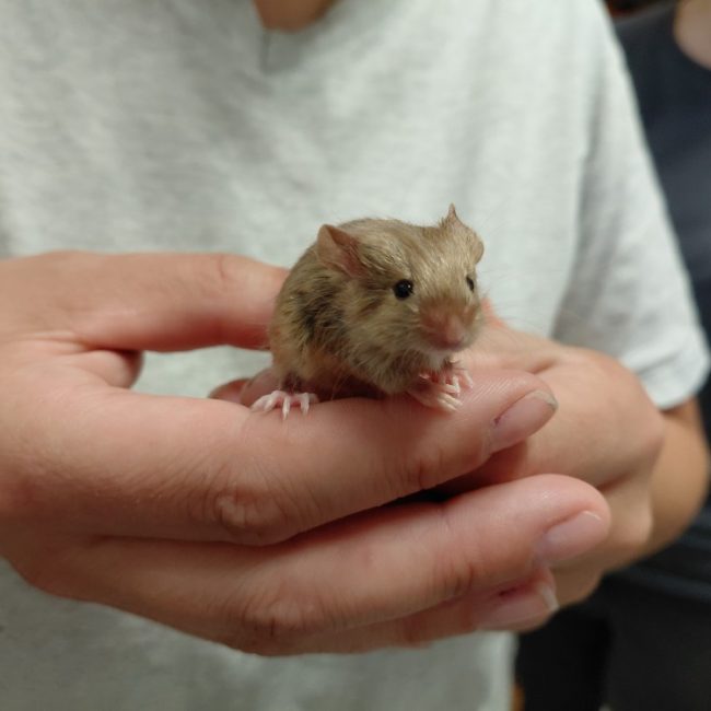 Chips - Rongeur Souris à adopter