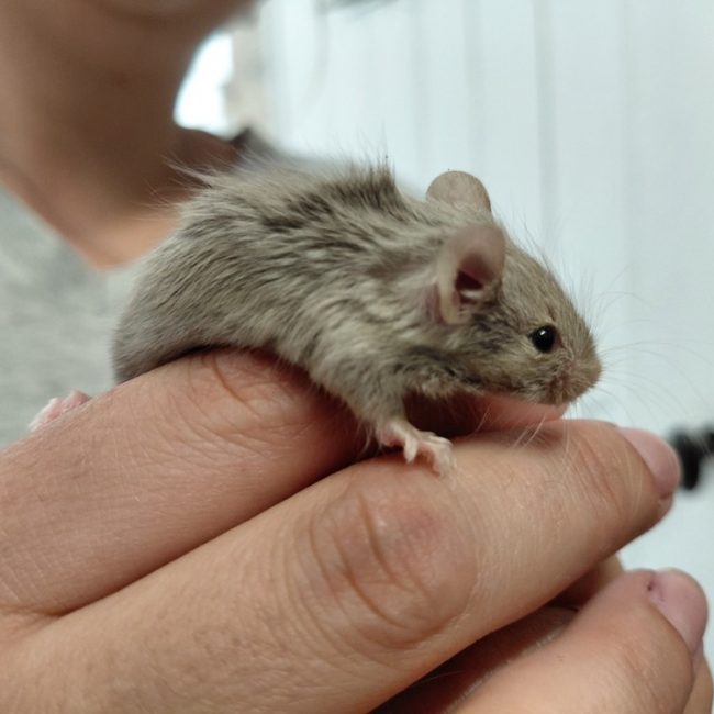 Ripou - Rongeur Souris à adopter