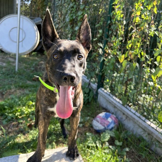 Benny - Chien Berger Hollandais à adopter
