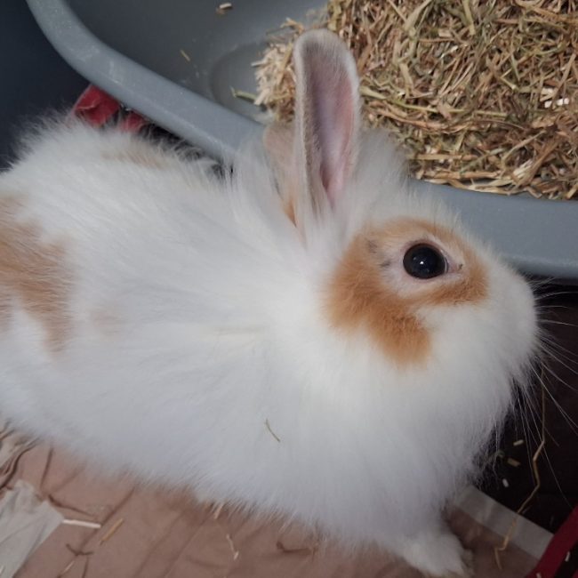 Etonnant - Rongeur Lapin à adopter