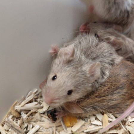 Pixel - Rongeur Souris à adopter