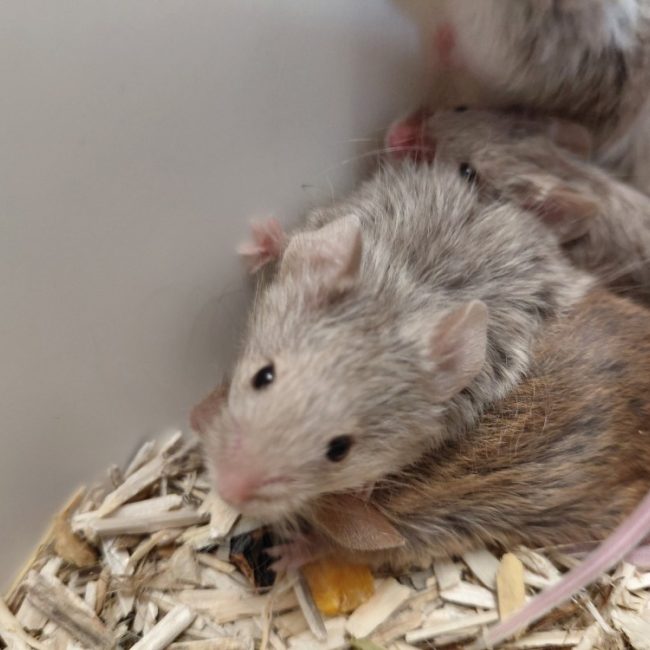 Pixel - Rongeur Souris à adopter