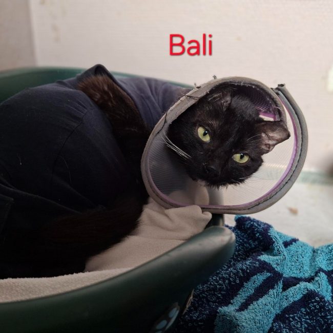 Bali - Chat Européen à adopter