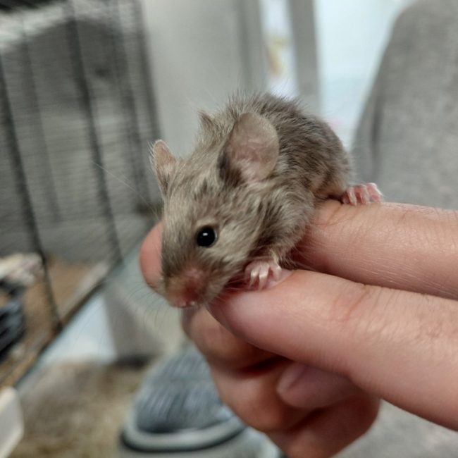 Zippo - Rongeur Souris à adopter