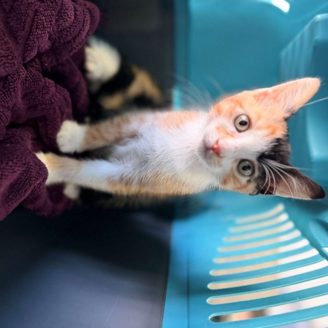 Mirabelle