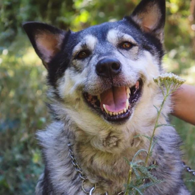 AMIE - Chien Husky Sibérien à adopter