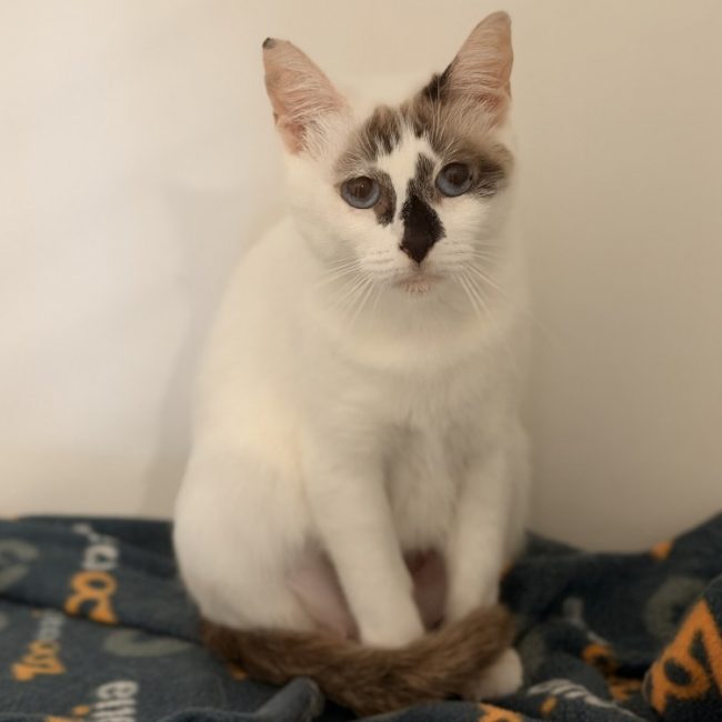 Liberte dit bambou - Chat Européen à adopter