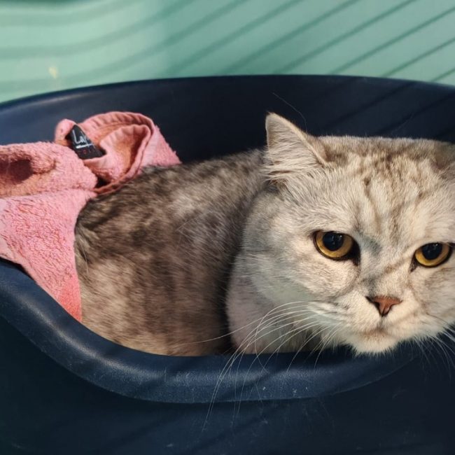 Theodore - Chat Scottish Fold à adopter