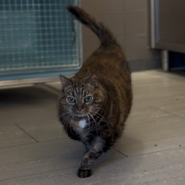 Minnie - Chat Européen à adopter
