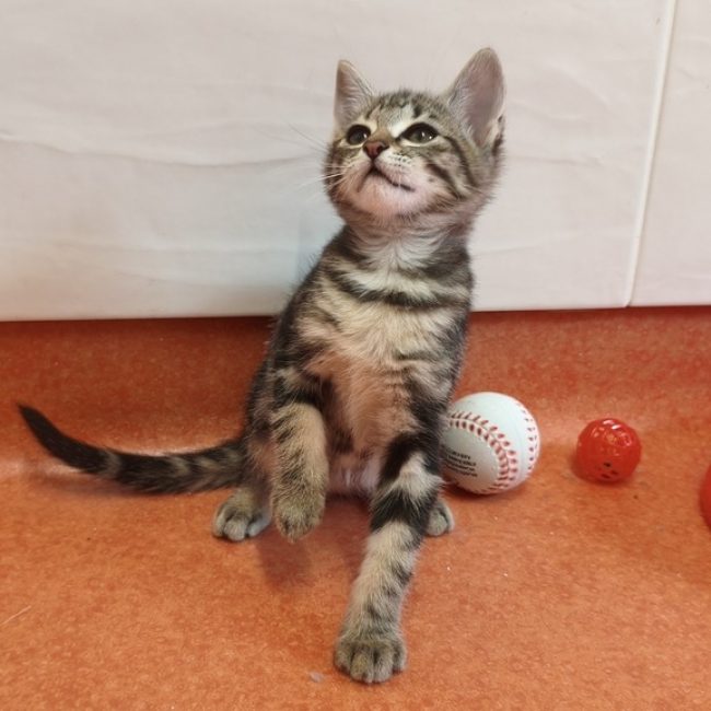 Christie - Chat à adopter