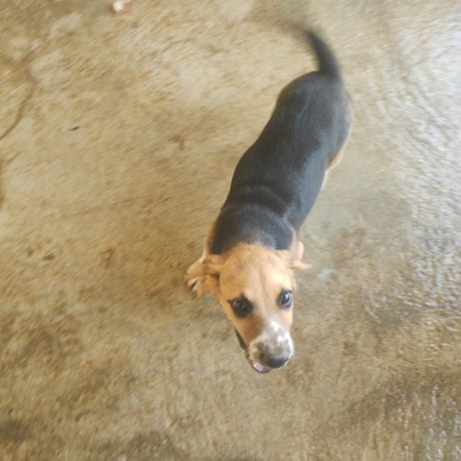 Toby - Chien Beagle à adopter