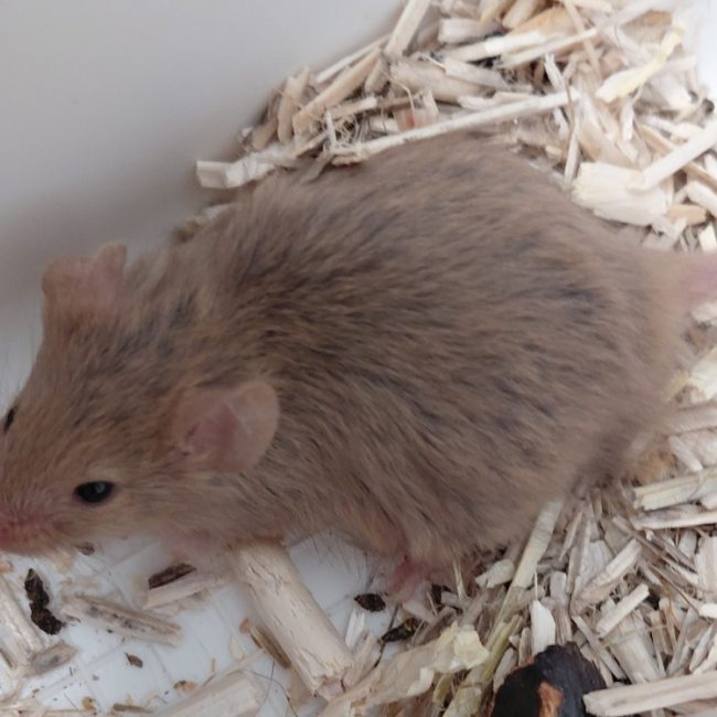 Little - Rongeur Souris à adopter