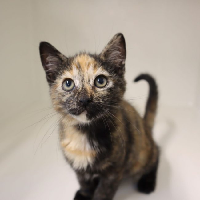 Zelda