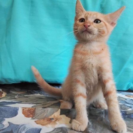 Beets - Chat Européen à adopter