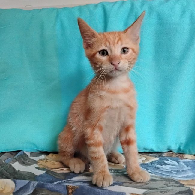 Biscotti