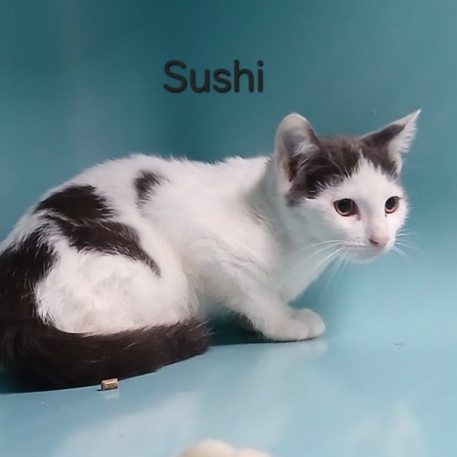 Sushi - Chat Européen à adopter