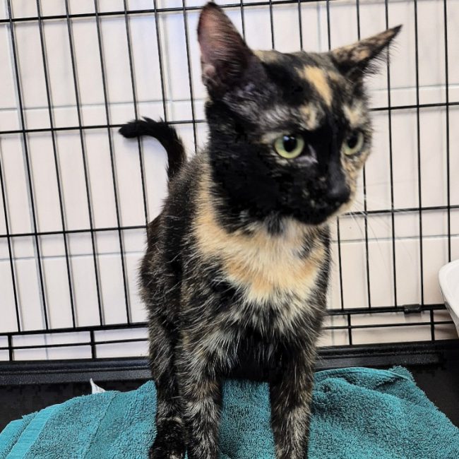 Avanne - Chat Européen à adopter