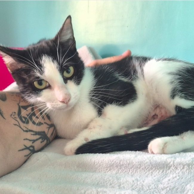 Molly - Chat Européen à adopter