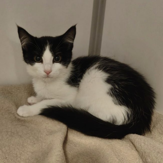 Sindy - Chat Européen à adopter