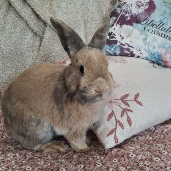 Duke - Rongeur Lapin à adopter