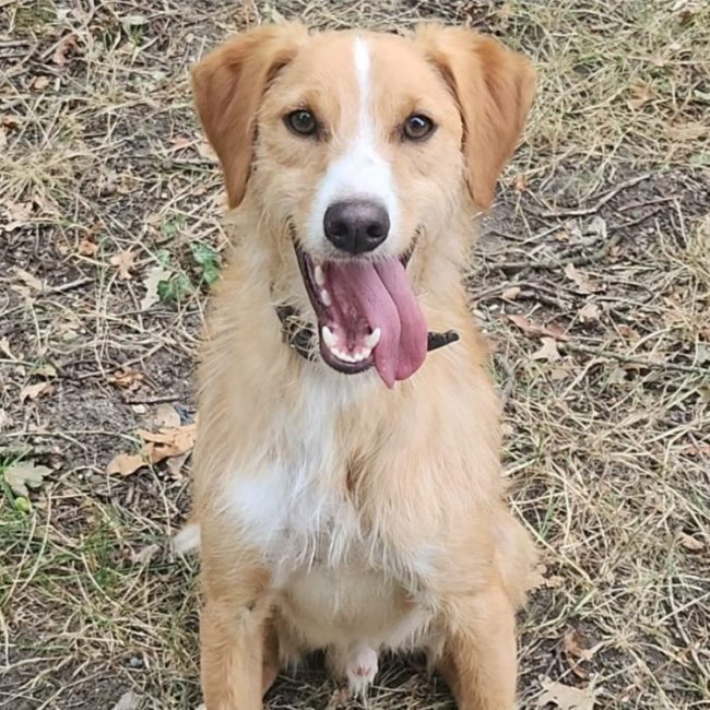 Charly - Chien Lévrier Afghan à adopter
