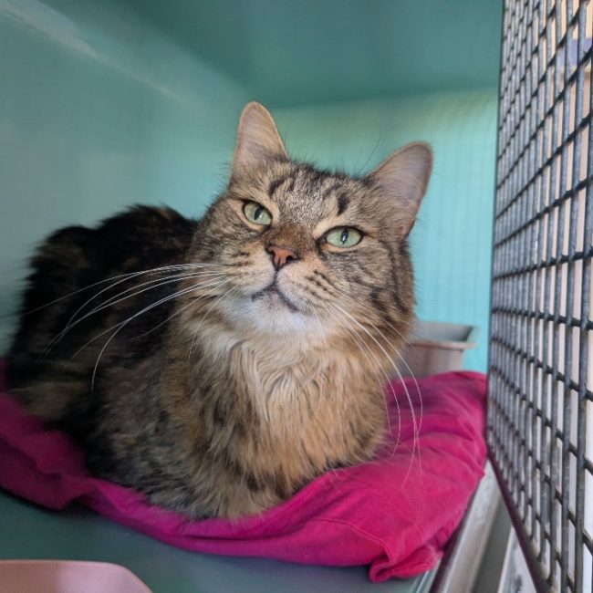 Lila - Chat Européen à adopter