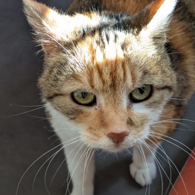 Rookine - Chat Européen à adopter