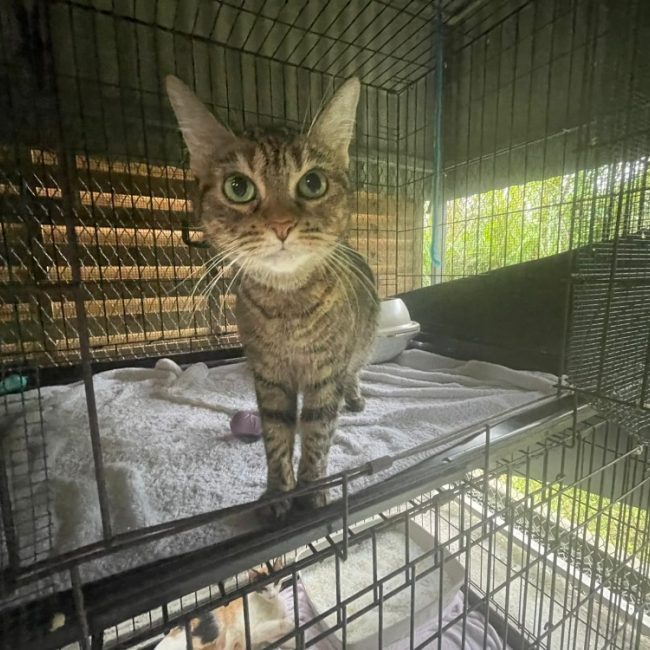 Plume - Chat Européen à adopter