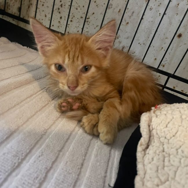 Goody - Chat Européen à adopter
