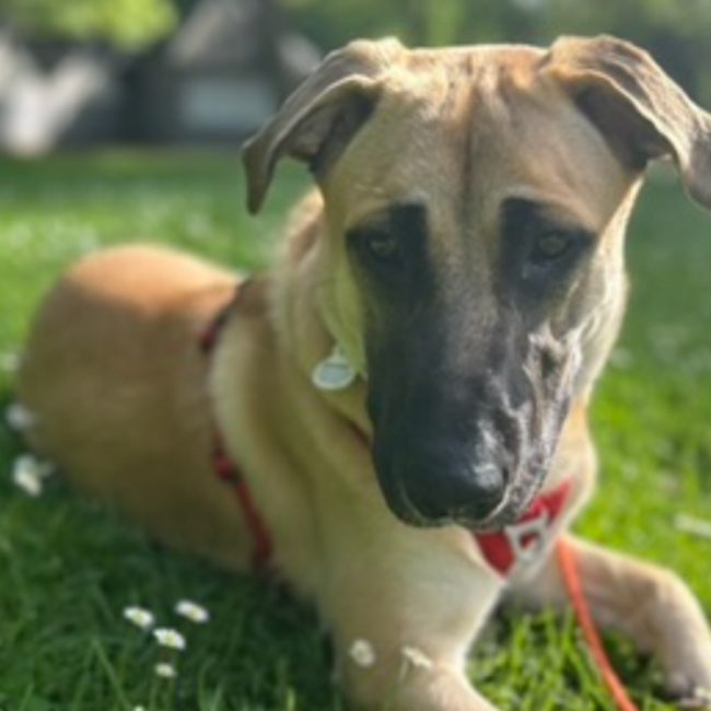 Loki - Chien Berger Belge Malinois à adopter