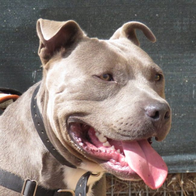 Bing - Chien à adopter