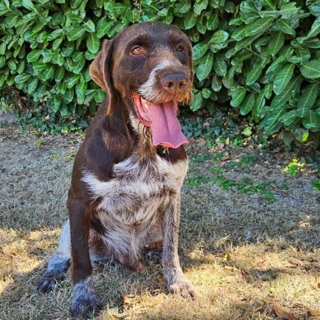 Michoco - Chien Briquet Griffon Vendéen à adopter