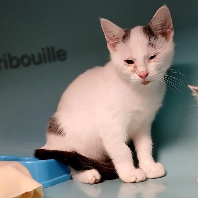 Gribouille - Chat Européen à adopter