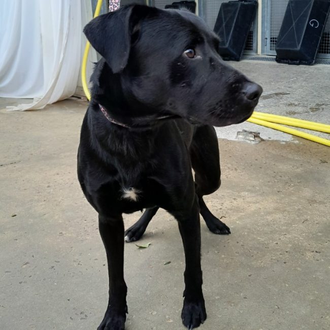 Billy - Chien à adopter