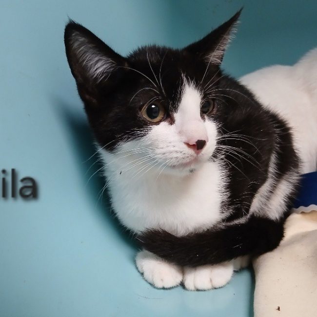 Mila - Chat Européen à adopter